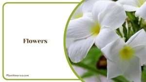 Plumeria Pudica Care: The Spectacular Bridal Bouquet Frangipani - Plant