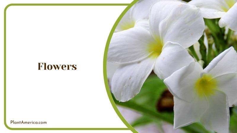 Flowers of Plumeria Pudica Plant America