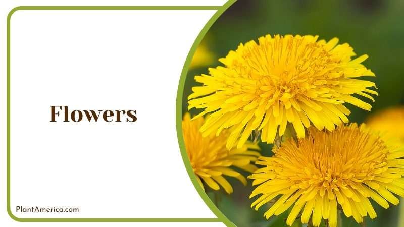 Flowers of Taraxacum Albidum Plant America Flowers of Taraxacum Albidum Plant America