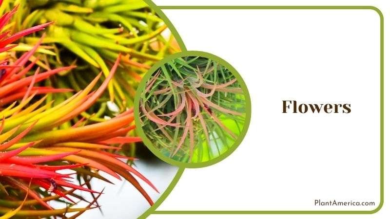 Flowers of Tillandsia Plant Plant America Flowers of Tillandsia Plant Plant America