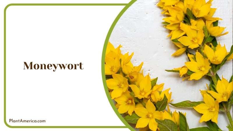Flowers of Yellow Moneywort Plant America