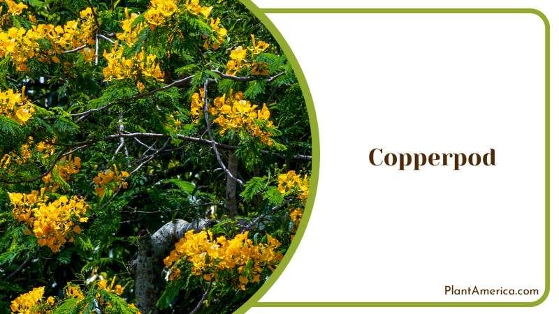 Flowers of a Yellow Poinciana Tree Plant America