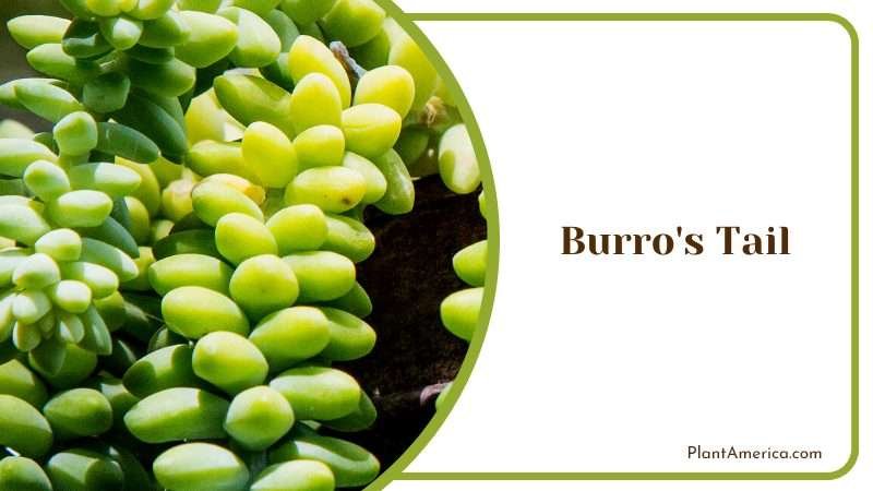 Flowing Burros Tail Succulent Plant America