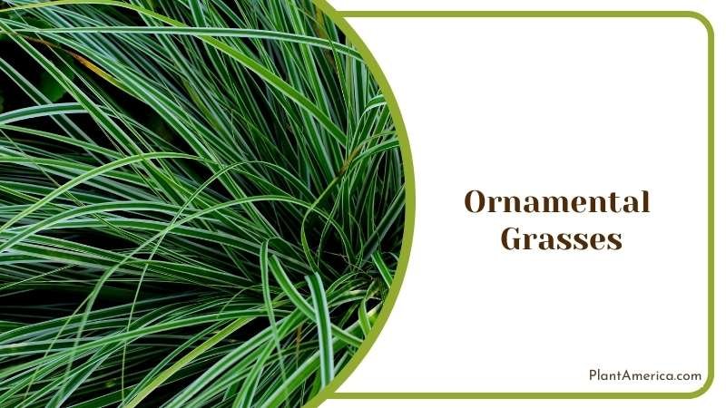 Flowing Ornamental Grasses Plant America