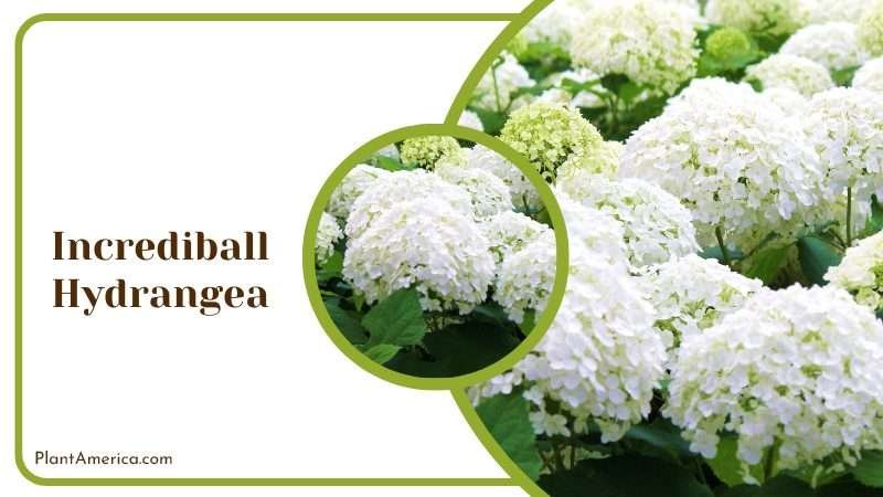 Fluffy Incrediball Hydrangea Flower Plant America