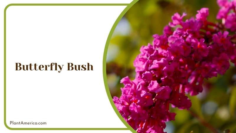 Fluttering Butterfly Bush Plant America