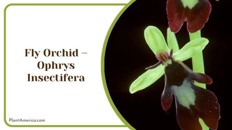 Fly Orchid Plant America