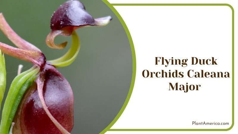 Flying Duck Orchids Plant America