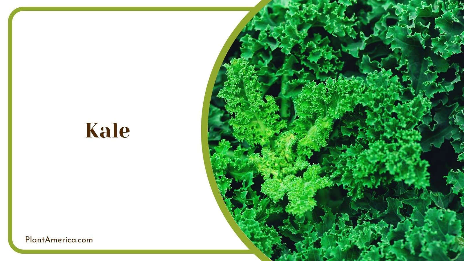 Focus Shot On Kale Plant Plant America Focus Shot On Kale Plant Plant America
