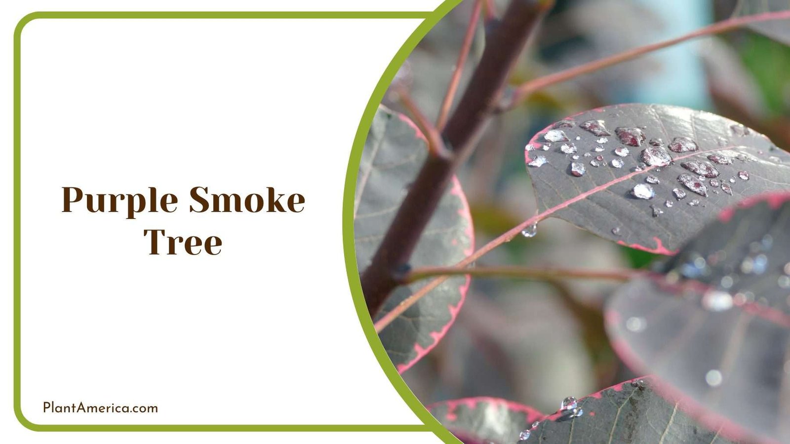 Focus Shot On Purple Smoke Tree Plant America