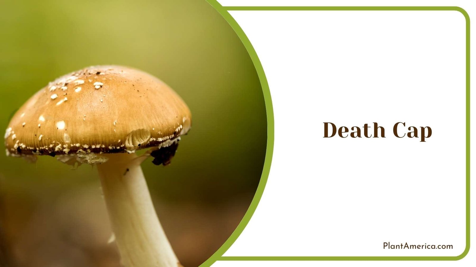 Focus Shot On a Death Cap Mushroom Plant America