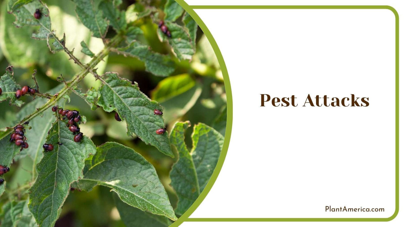 Focus on Soil Health Plant America