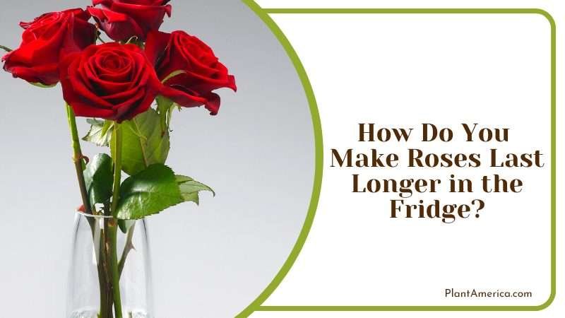 Foour Red Rose Stems in a Glass Vase PlantAmerica
