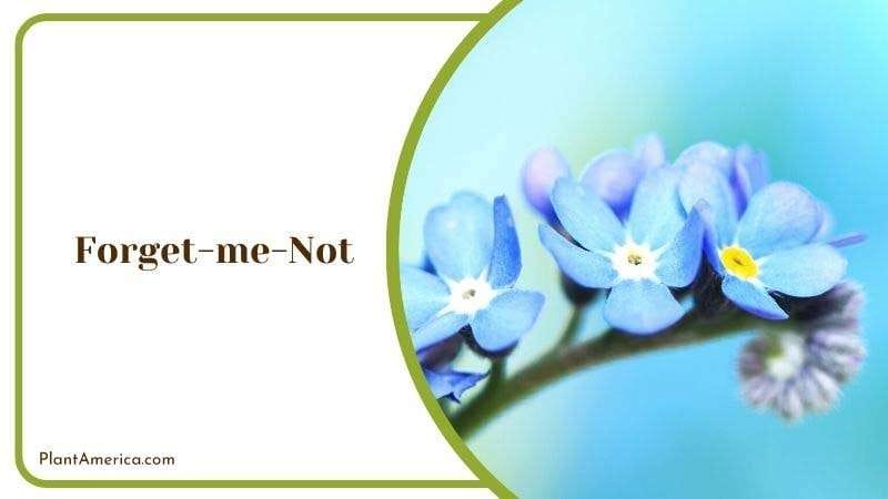 Forget me Not Plant America