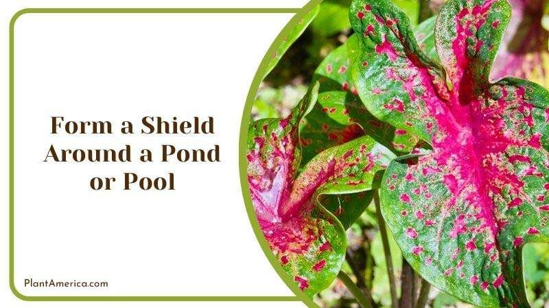 Form a Shield Around a Pond or Pool Plant America