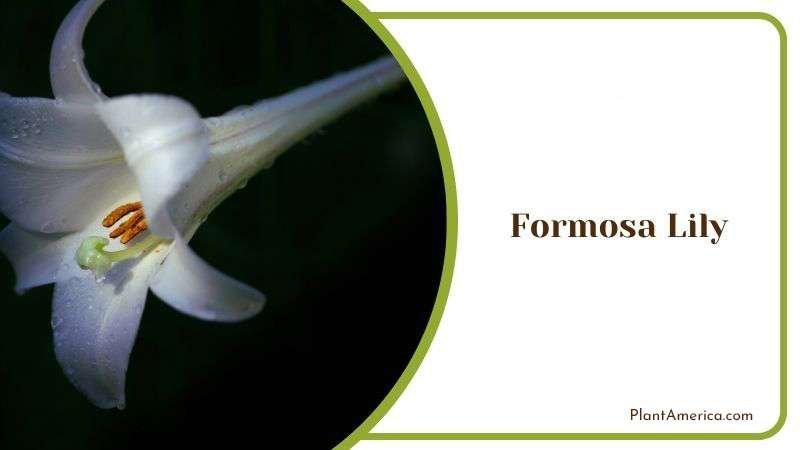Formosa Lily Plant America Formosa Lily Plant America