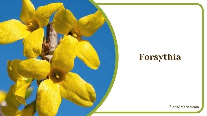 Forsythia Plant America