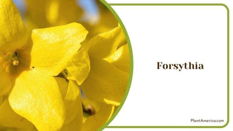 Forsythia PlantAmerica Forsythia PlantAmerica