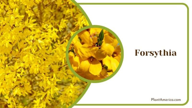 Forsythia Spring Blooms PlantAmerica