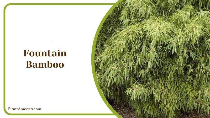 Fountain Bamboo Plant America