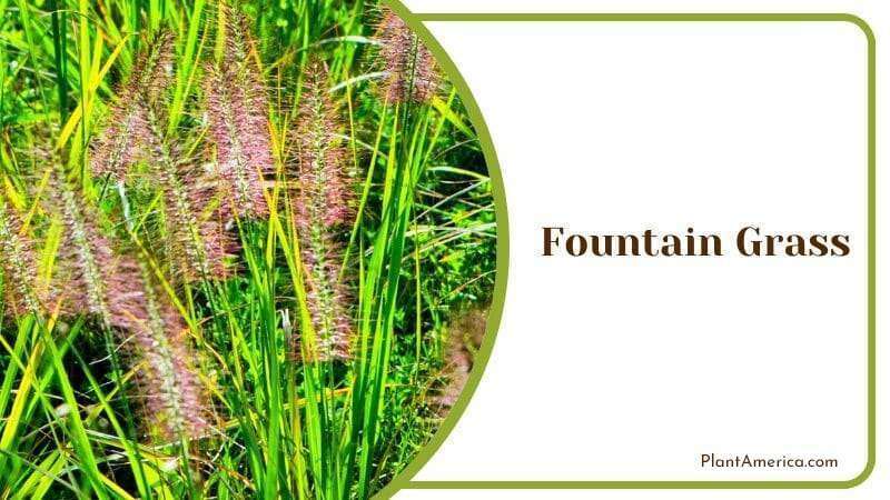 Fountain Grass Plant America