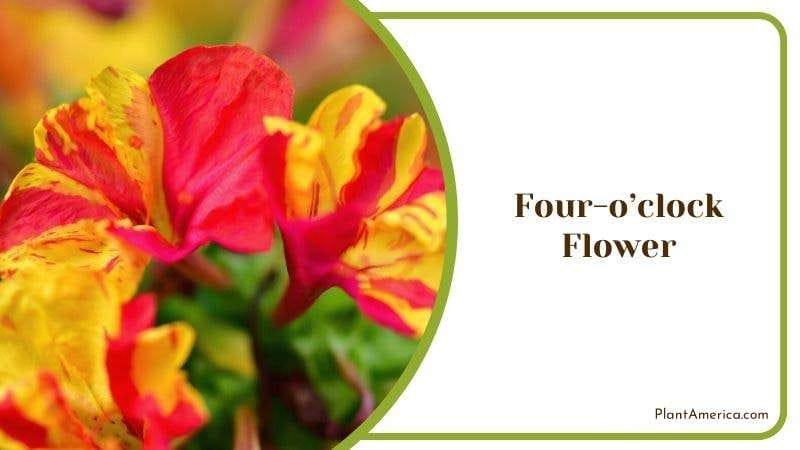 Four oclock Flower Plant America
