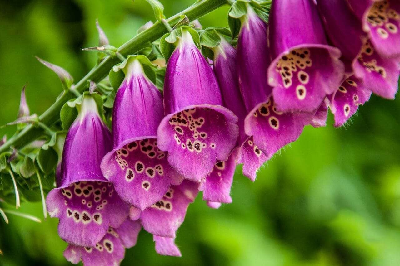 Foxglove Plant America 1