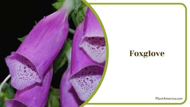 Foxglove Plant America