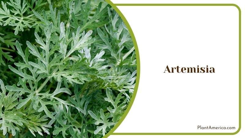 Fragrant Artemisia in a Garden Plant America