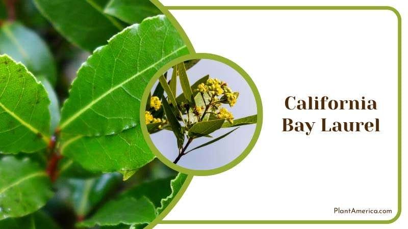 Fragrant Bay Laurel Plant America