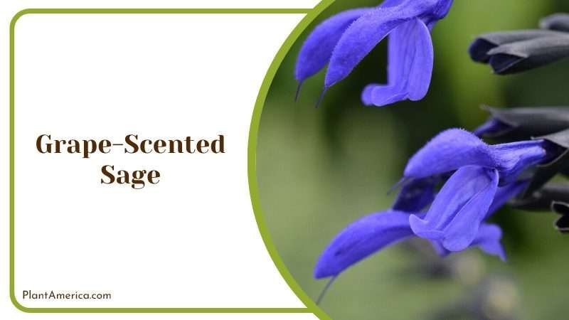 Fragrant Beauty of Grape Scented Sage Plant America