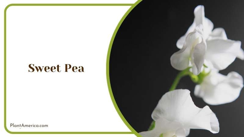 Fragrant Blooms of Sweet Pea Plant America 1