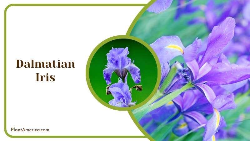 Fragrant Blue Dalmatian Iris Plant America Fragrant Blue Dalmatian Iris Plant America