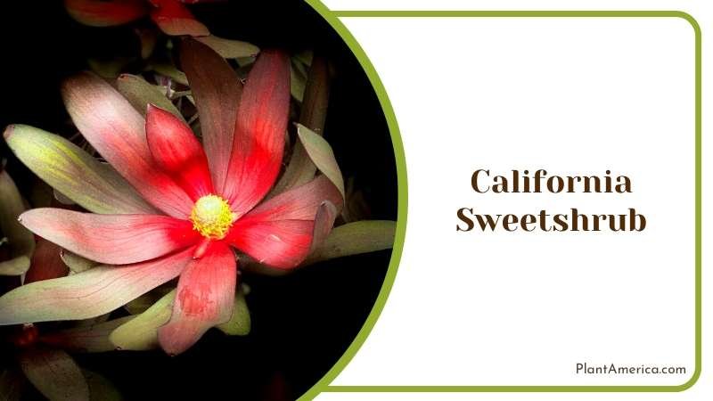 Fragrant California Sweetshrub Plant America