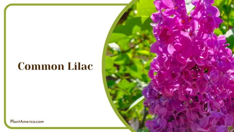Fragrant Common Lilac Flowers Plant America