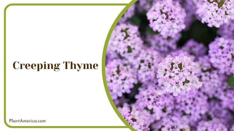 Fragrant Creeping Thyme Groundcover Plant America