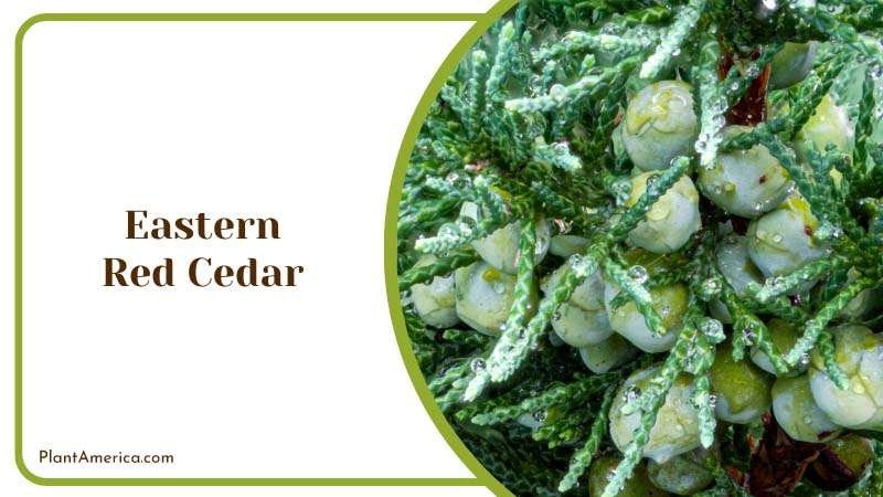 Fragrant Eastern Red Cedar Tree Plant America