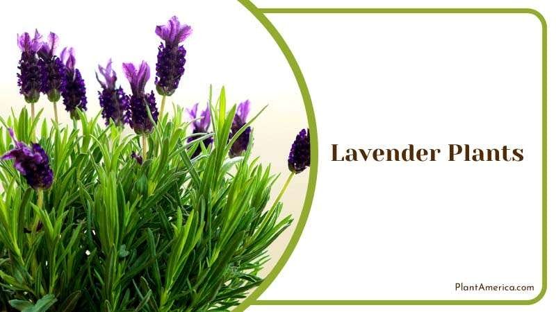 Fragrant Fields of Lavender Plant America Fragrant Fields of Lavender Plant America
