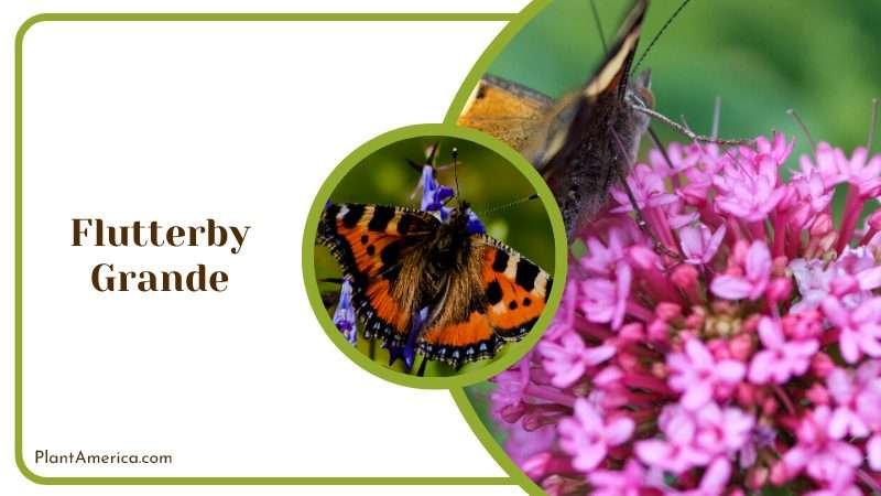 Fragrant Flutterby Grande Vanilla Nectar Plant America