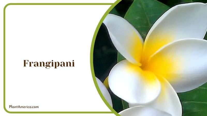Fragrant Frangipani Plumeria Plant America