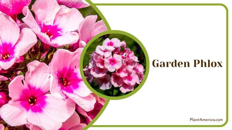 Fragrant Garden Phlox Plant America