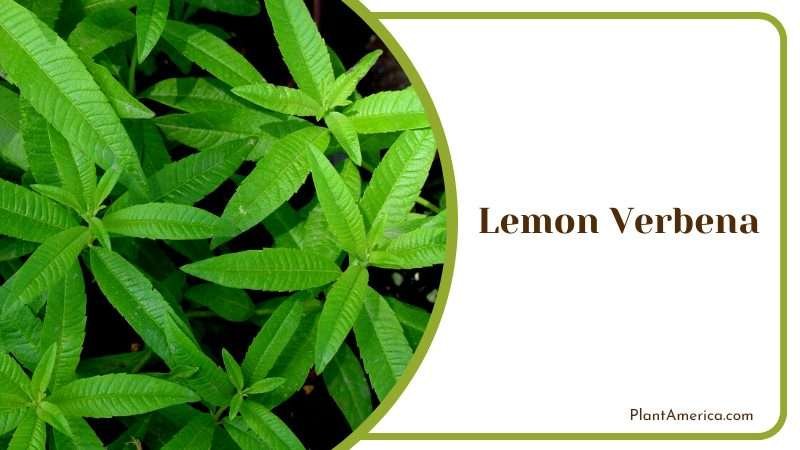 Fragrant Herb with a Tart Flavor PlantAmerica Fragrant Herb with a Tart Flavor PlantAmerica