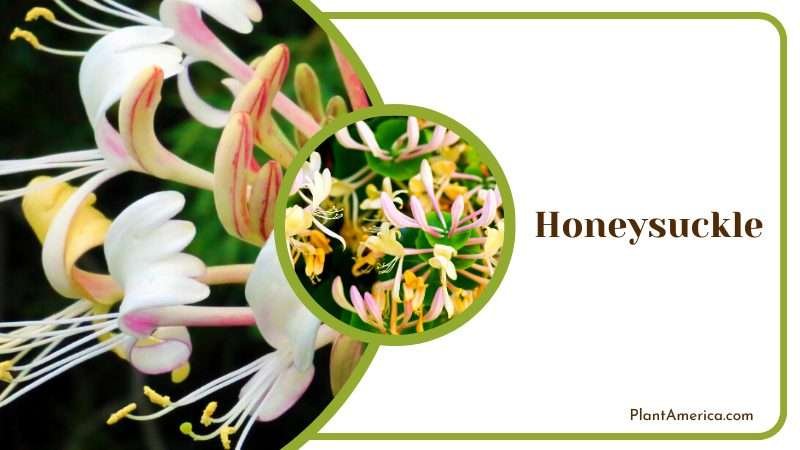 Fragrant Honeysuckle Flowers Plant America Fragrant Honeysuckle Flowers Plant America