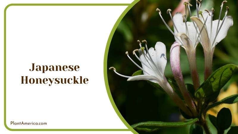 Fragrant Honeysuckle Vine Plant America