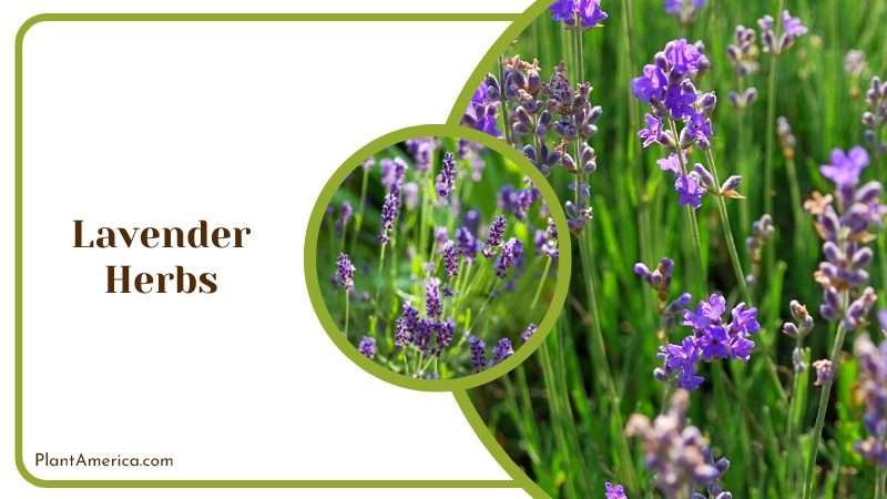 Fragrant Lavender Herbs Plant America