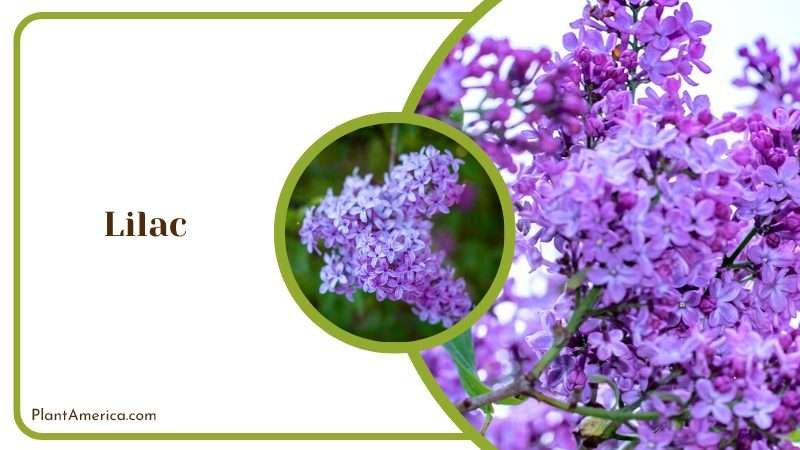 Fragrant Lilac Bush Plant America