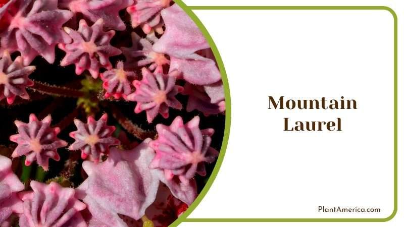 Fragrant Mountain Laurel Plant America