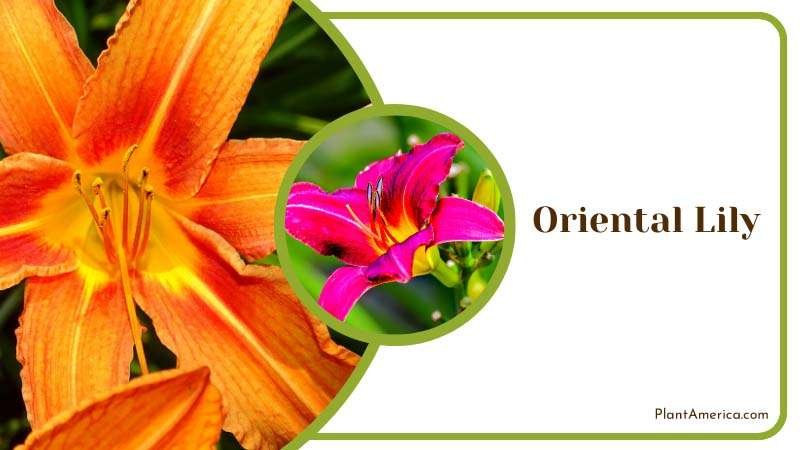Fragrant Oriental Lily Plant America
