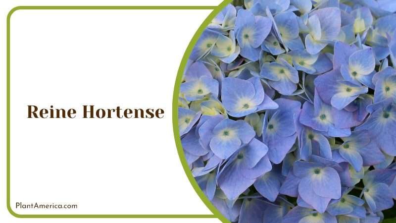 Fragrant Reine Hortense Peony Plant America