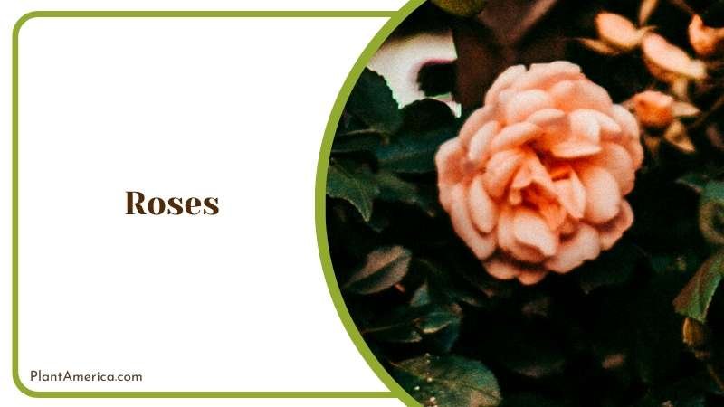 Fragrant Rose Varieties Plant America